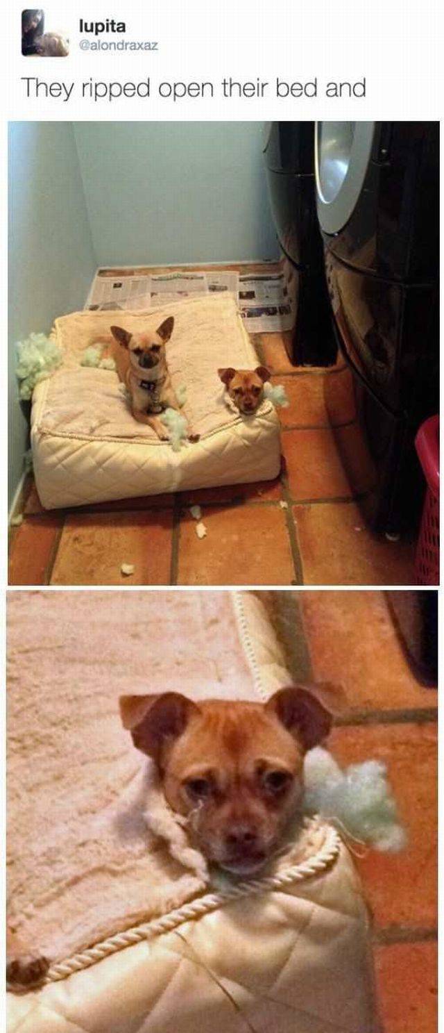 Daily Picdump