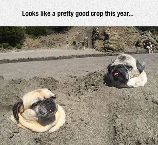 Daily Picdump